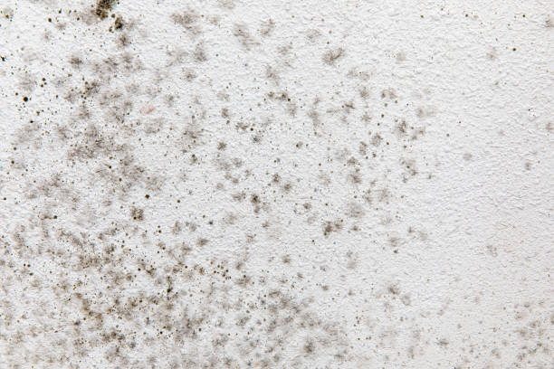 Larkspur, CA Mold Removal Company